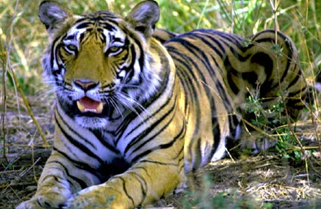 3 Day Golden Triangle Tour