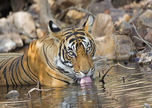 tiger
