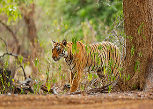 tiger
