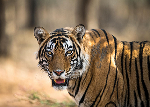 tiger