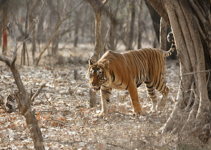 tiger