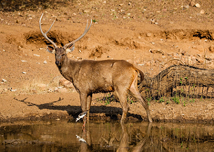 Ranthambore Wildlife